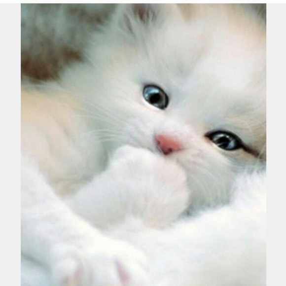 🍁🍂That’s PURRRFECT!🍁🍂 - Picture 1 of 1